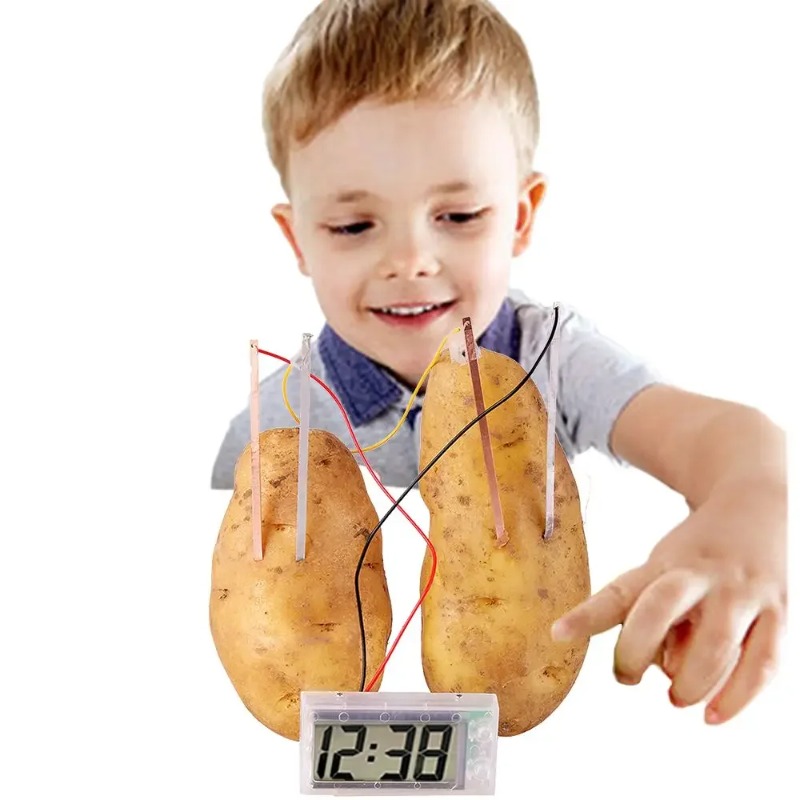 New Kid Montessori Toy Fruit P - Science Nature review and price