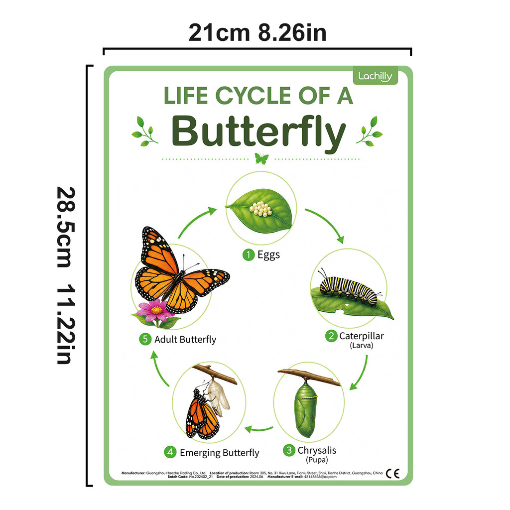 8Pcs Nature Life Cycle Educati - Science Nature review and price
