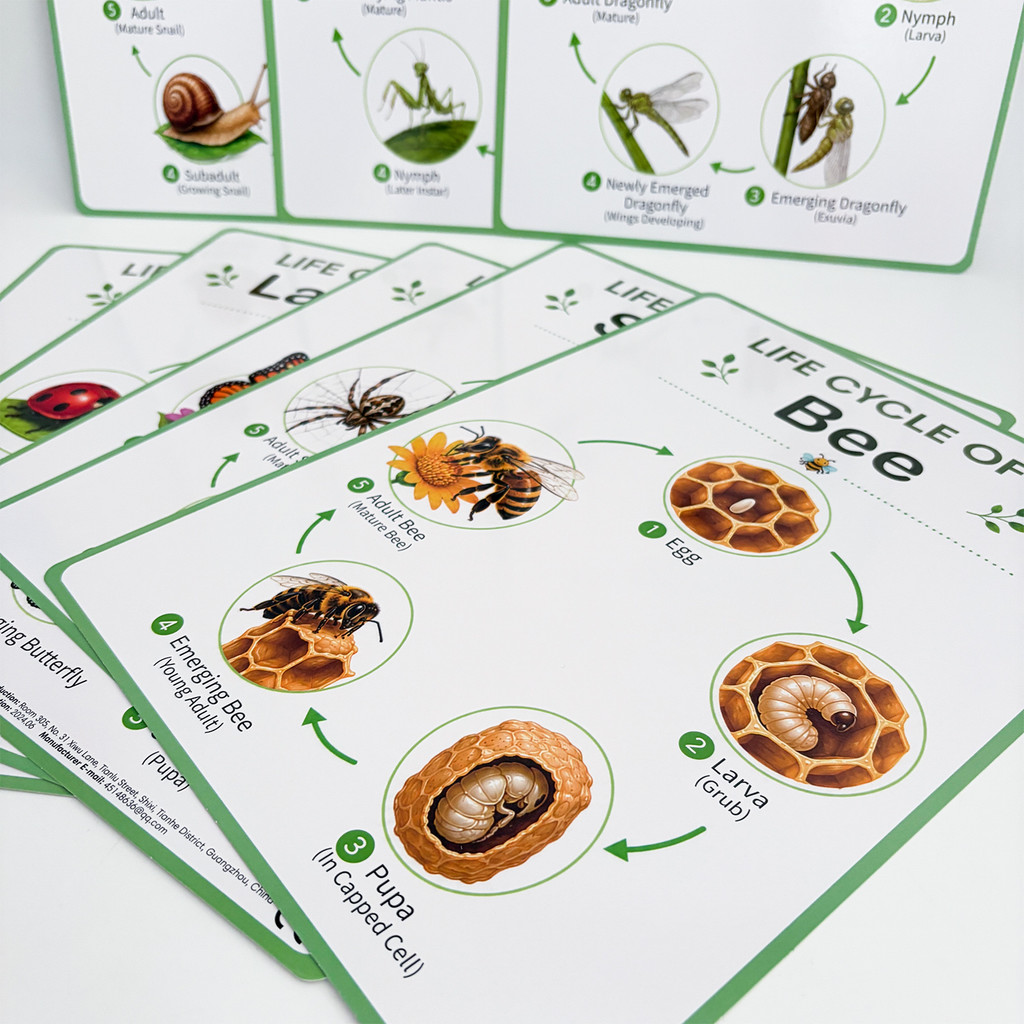 8Pcs Nature Life Cycle Educati - Science Nature review and price